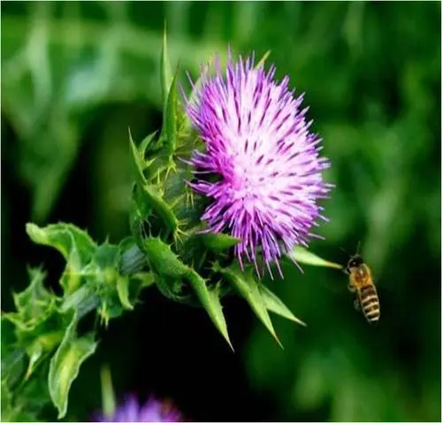 Kokie yra „Milk Thistle“ privalumai ir tikslinė auditorija?