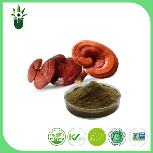 Ganoderma Lucidum ekstraktas